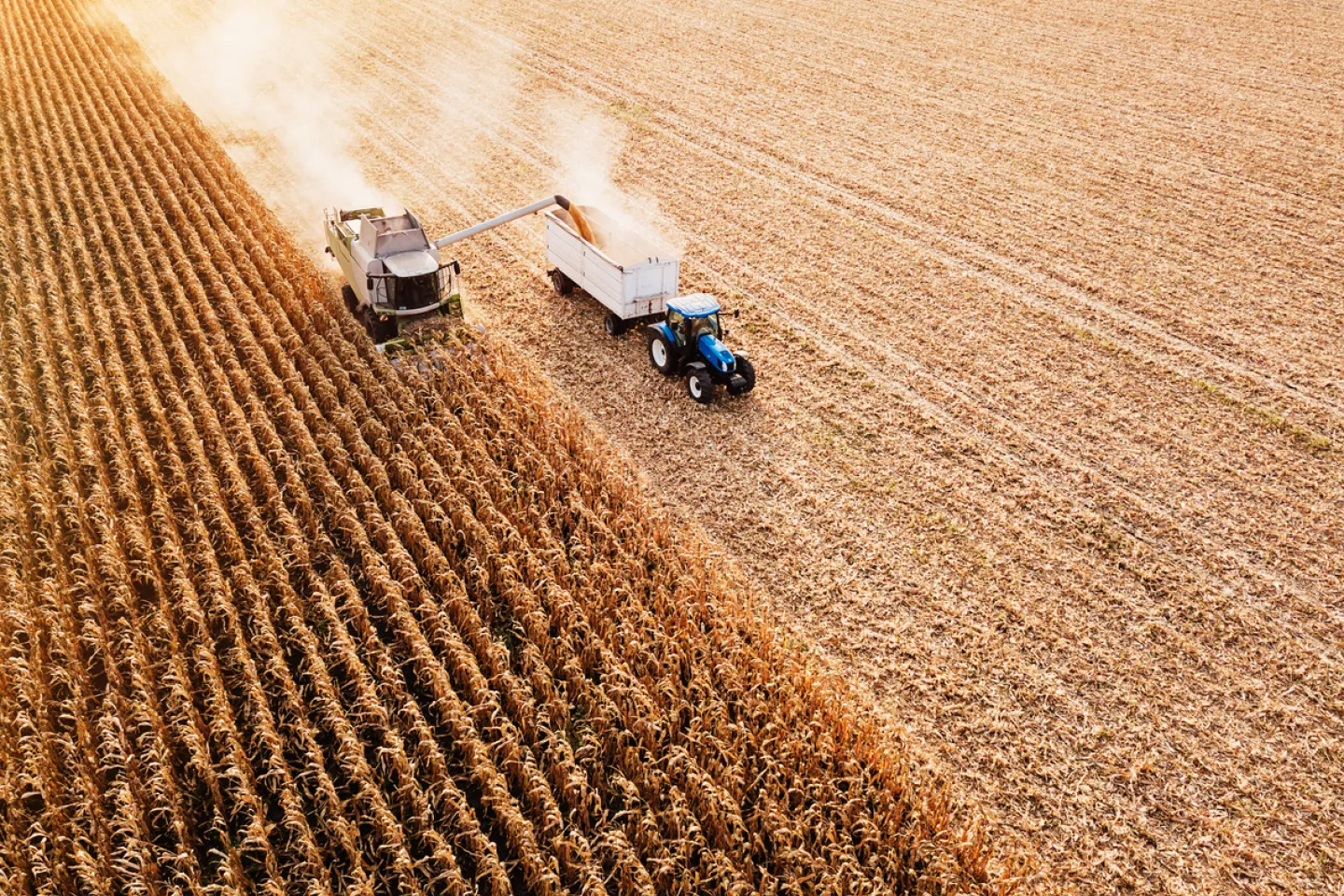 Corn field being harvested