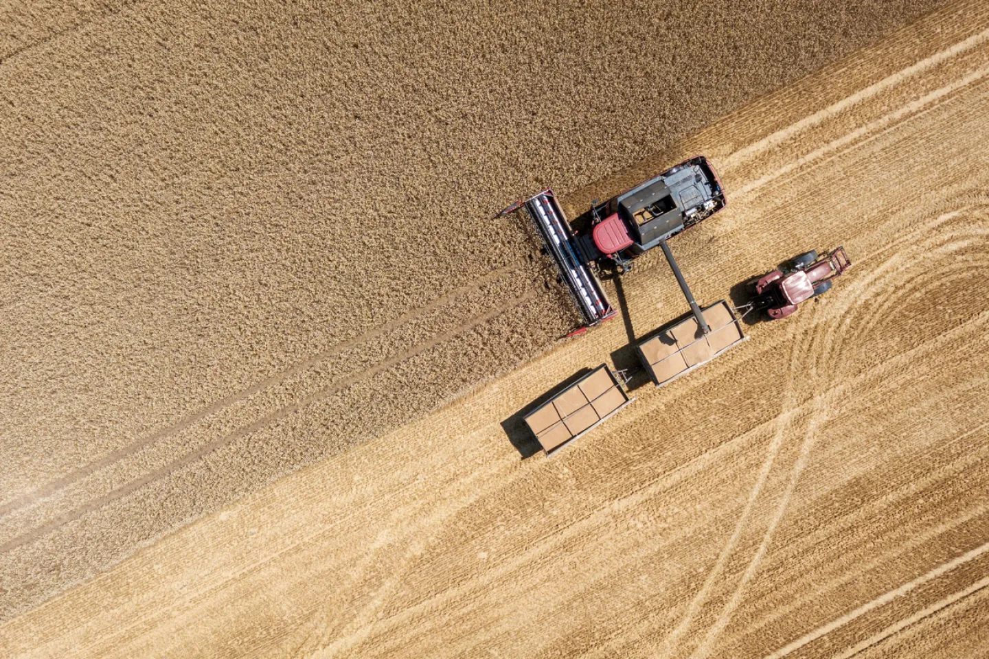 Wheat being harvested
