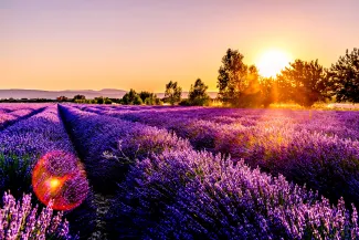 CAC 40 ESG - french lavender field image
