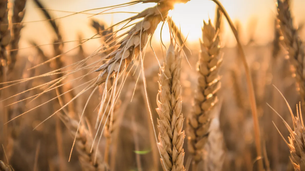 Image - Field of wheat